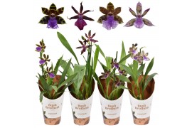 Zygopetalum louisendorf mix 1 tak 3+