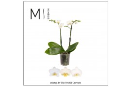 Phalaenopsis multiflora wit 2 tak mimesis