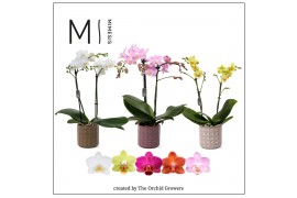 Phalaenopsis multiflora mix 2 tak in pascal ceramic mimesis