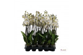 Phalaenopsis anthura madrid Wit-gele lip - 3 tak, 18+ bloem - 55/60cm