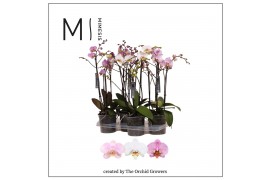 Phalaenopsis mix marvellous mix 50+ flowers mimesis