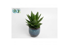 Aloe Mitriformis in donkerblauwe Luuk pot