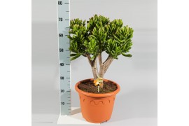 Crassula ovata red horn tree