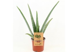 Aloe vera barbadensis