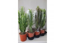 Euphorbia mix desert 1 pp