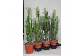 Euphorbia trigona 1 pp