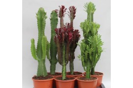 Euphorbia desert mix 1 pp