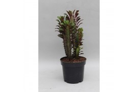 Euphorbia rubra Euphorbia Trigona Rubra 1 pp