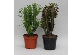 Euphorbia mix Euphorbia Trigona gemengd 1 pp