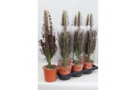 Euphorbia trigona rubra 1 pp