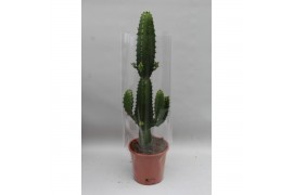 Euphorbia acruensis 1 pp