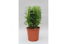 Euphorbia trigona Euphorbia Trigona groen 1 pp