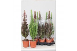 Euphorbia mix Euphorbia Mix Green/Rubra 1 pp