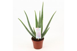 Aloe vera barbadensis blanco hoes