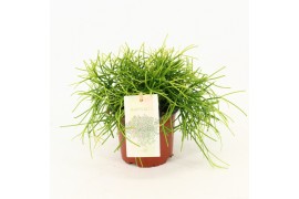 Rhipsalis baccifera oasis