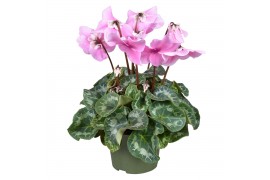 Cyclamen pers. fleur en vogue roze grootbloemig