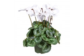 Cyclamen pers. fleur en vogue wit grootbloemig