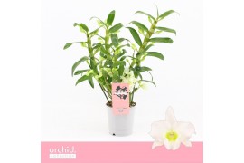 Dendrobium nobile spring dream star class apollon Wild 3+ tak Orchid C