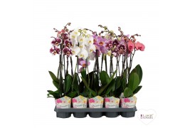 Phalaenopsis Promiss mix - 2 tak, 12+ bloem - 55/60cm