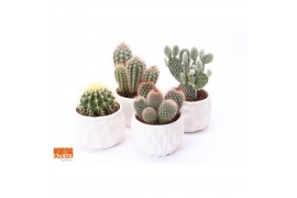 Cactus mix 4 soorten SuPure® - Cactus mix in Paros 15 spines