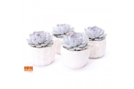 Echeveria lilacina SuPure® in Paros pearls