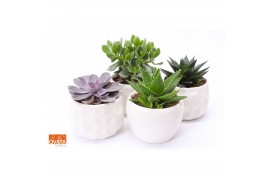 Succulenten mix SuPure® - Succulent mix in Paros 15