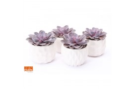 Echeveria purple pearl SuPure® in Paros