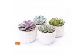 Echeveria mix SuPure® - Echeveria mix in Paros 15