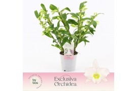 Dendrobium nobile spring dream star class apollon Wild 5+ tak Exclusiv