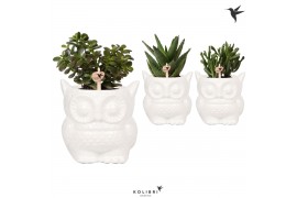 Succulenten mix in owl pot white kolibri greens