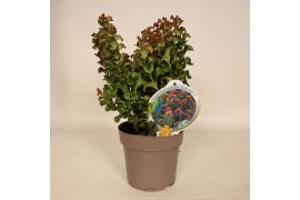 Leucothoe axillaris curly red