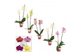 Phalaenopsis mix 2 tak, 12+ bloem - 55/60cm - Scenza