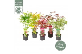 Acer palmatum mix 7 kleuren per cc