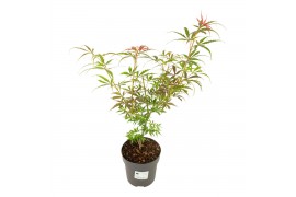 Acer palmatum jerre schwartz Acer palm. Jerre Schwartz 2 pp