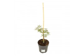 Acer palmatum garnet Acer palm. Garnet 2 pp