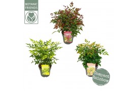 Nandina domestica Mix 3 kleuren per kar CC