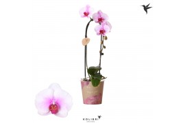 Phalaenopsis elegant cascade 1 tak niagara fall pink kolibri orchids