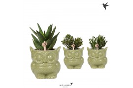 Succulenten mix in owl pot green kolibri greens