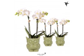 Phalaenopsis multiflora wit 2 tak in owl pot green kolibri orchids