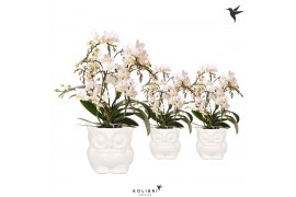 Phalaenopsis multiflora wit 4 tak liberty in owl pot white kolibri orc