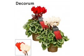 Cyclamen pers. super serie picasso decorum rood-wit mix cozy