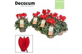 Cyclamen ss picasso rood feel green decorum