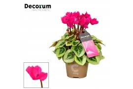 Cyclamen ss picasso roze decorum