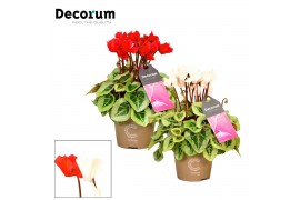 Cyclamen ss picasso rood-wit mix decorum xmas