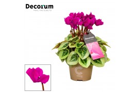 Cyclamen ss picasso paars decorum