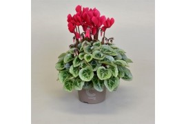 Cyclamen ss picasso wijnrood