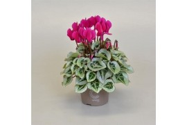 Cyclamen ss picasso paars