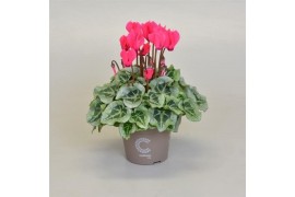 Cyclamen ss picasso roze