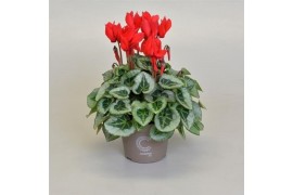 Cyclamen ss picasso rood