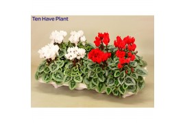 Cyclamen ss picasso rood-wit mix xmas